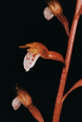  Corallorhiza wisteriana