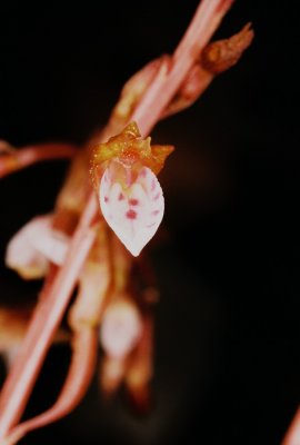 Corallorhiza wisteriana