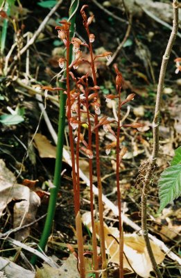 Corallorhiza wisteriana, group.