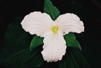 Trillium grandiflorum w. flash