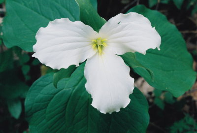Trillium grandiflorum, natural light