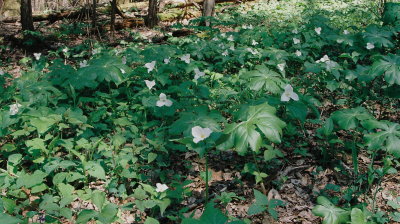 Trillium grandiflorum, group.