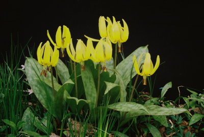  Erythronium americanum