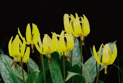 Erythronium americanum