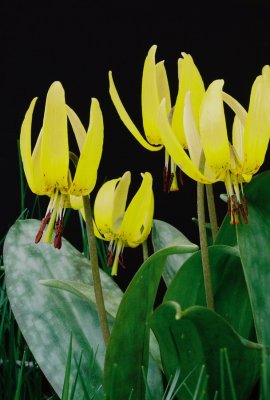 Erythronium americanum