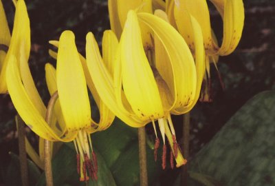 Erythronium americanum w. flash