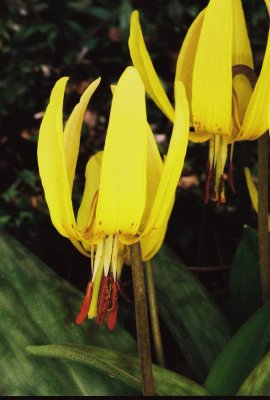 Erythronium americanum