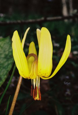 Erythronium americanum