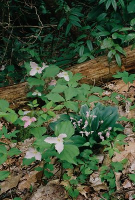 Galearis w. Trillium grandiflorum