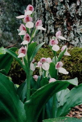 Galearis spectabilis with huge, multi-flowered racemes. Wow!