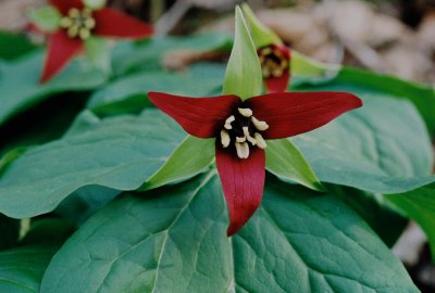  Trillium erectum