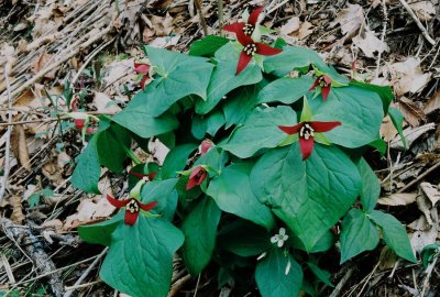  Trillium erectum