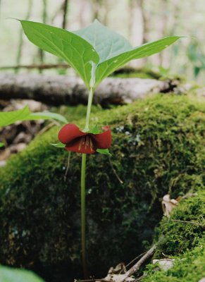 Trillium vaseyi