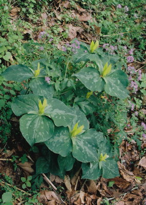 Trillium luteum