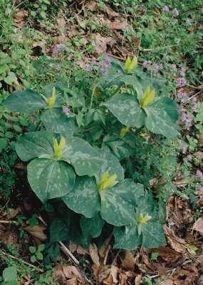  Trillium luteum