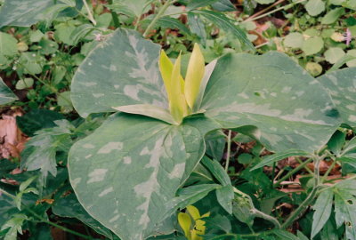 Trillium luteum