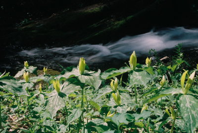 Trillium luteum, streamside.