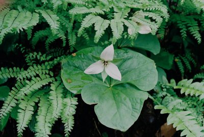 Trillium simile