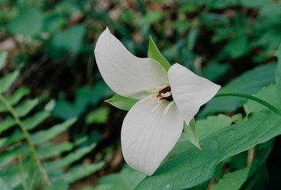 Trillium simile