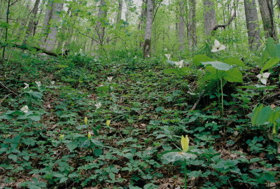 Trillium simile w. Trillium luteum