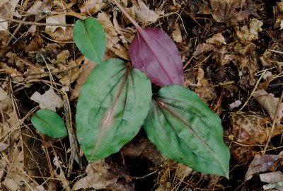  Tipularia discolor, leaves.