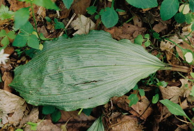 Aplectrum hyemale, showing over-winter  hibernal leaf.