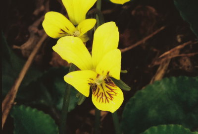 Viola rotundifolia w. flash