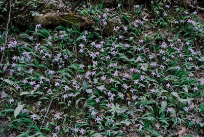  Massive population of Iris cristata