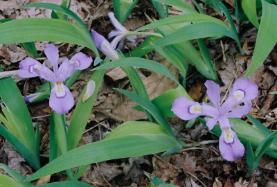  Iris cristata