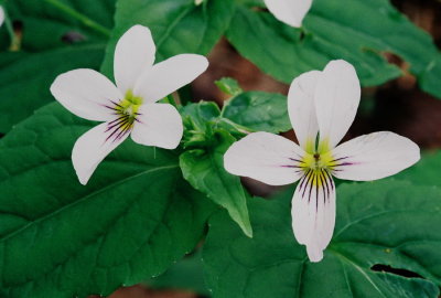  Viola canadensis