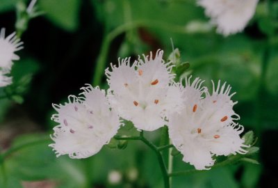 Phacelia fimbriata, endemic to the Smokies and a small adjoining area.