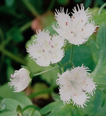 Phacelia fimbriata