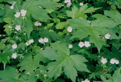 Phacelia fimbriata