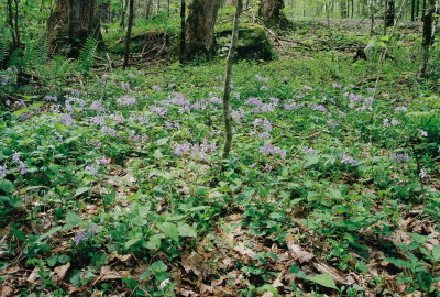 Phlox divaricata