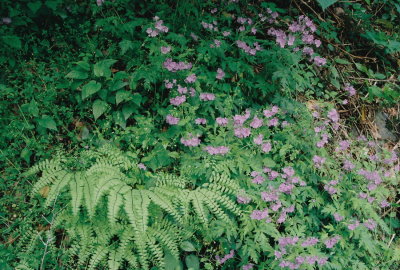 Phacelia binnatifida w. Adiantum pedatum