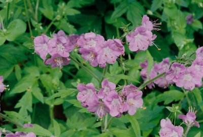 Phacelia bipinnatifida