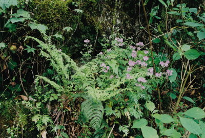 Phacelia bipinnatifida w. Athyrium felix-femina