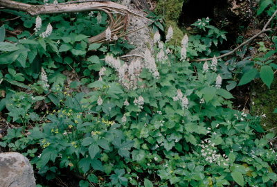 Tiarella cordifolia w. Ranunculus recurvatis