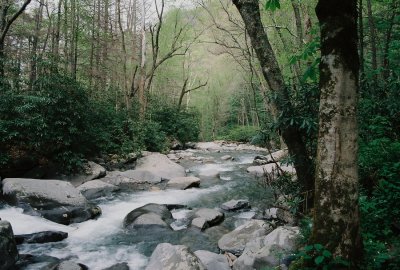 The beautiful Little Pigeon River as viewed from the bridge.