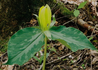 Trillium luteum