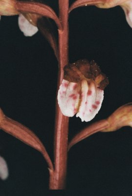 Corallorhiza wisteriana, unusual flower.