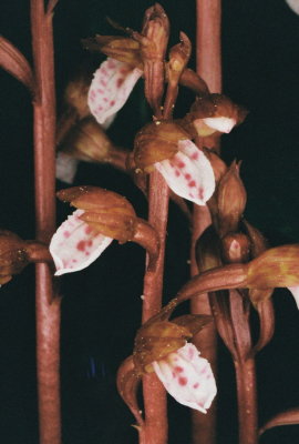 Corallorhiza wisteriana