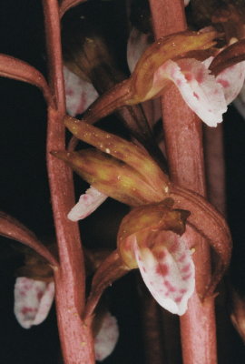 Corallorhiza wisteriana