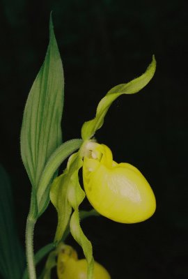 Unusual color form of Cypripedium parviflorum var. makasin