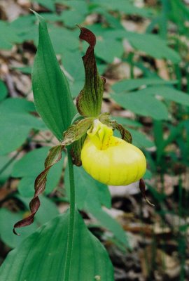  Cypripedium parviflorum var. pubescens (large yellow lady's-slipper) growing in mesic woodland habitat about 100 yards away.