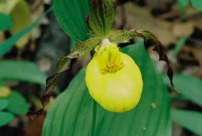 Cypripedium parviflorum var. pubescens (large yellow lady's-slipper) growing in mesic woodland habitat about 100 yards away.