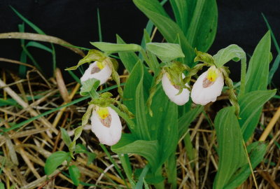  Cypripedium candidum