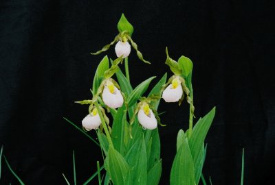  Cypripedium candidum