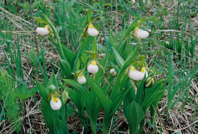  Cypripedium candidum