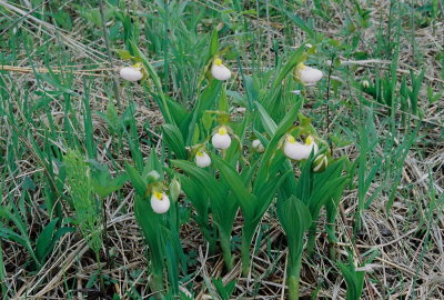  Cypripedium candidum